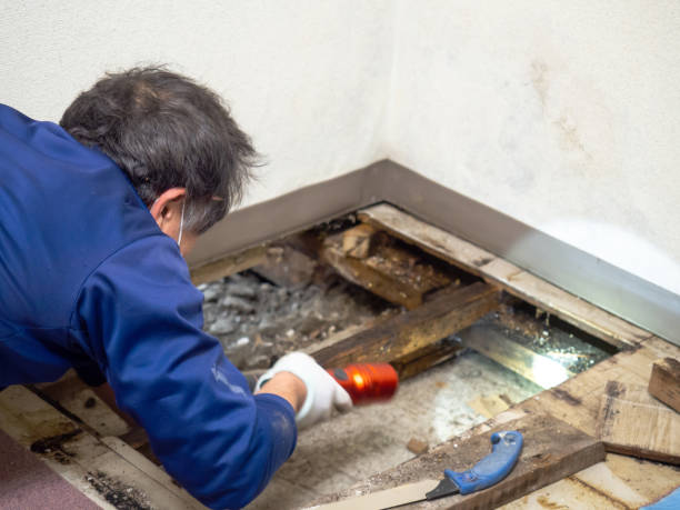 Reliable Prescott Valley, AZ Mold Removal Solutions