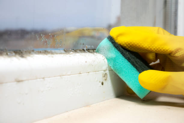 Best Commercial Mold Removal  in Prescott Valley, AZ