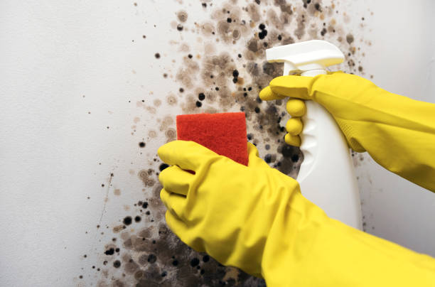 Best Local Mold Removal Service  in Prescott Valley, AZ